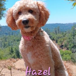 Hazel - Goldendoodle