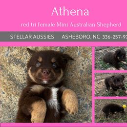 Athena - Red tri female Miniature Australian Shepherd puppy in Asheboro, North Carolina from Stellar Aussies