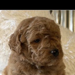 Male 3 - Red  male Goldendoodle puppy in Haleyville, Alabama from Susan’s Prefurred Doodles