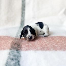 Sadie (longhaired black pi) - Black and tan female Dachshund puppy in Salters, South Carolina from Long-Pine Dachshund