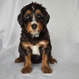 Rags - Blue merle male Bernedoodle puppy in Glenford, Ohio from Mi-De Doodles