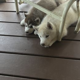 Siberian Husky Puppies from Valerie Schmaltz