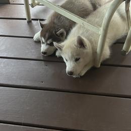 Siberian Husky Puppies from Valerie Schmaltz