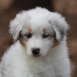Mardi - Blue merle female Australian Shepherd puppy in Coldwater, Michigan from Northern Star Australian Shepherds