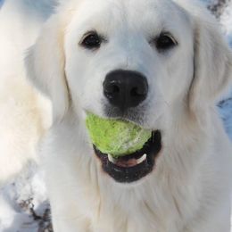 Golden Retrievers from Alabaster Goldens
