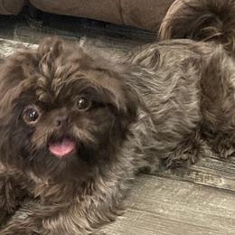 Barney - Shih Tzu