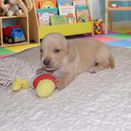 ACE - Cream male Dachshund puppy in Pearland, Texas from Texas Dachshund Dreams