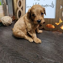 Yellow girl - Red  Goldendoodle puppy in Wellford, South Carolina from 4goldendoodles