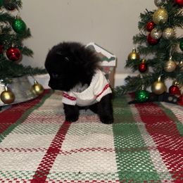 Phantom - Black male Pomeranian puppy in Tucson, Arizona from Pomutopia