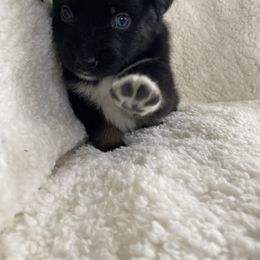 Australian Shepherd Puppies from Australian Shepherds of Rising Moon Acres