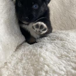 Australian Shepherd Puppies from Australian Shepherds of Rising Moon Acres