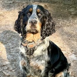 Bryna - English Springer Spaniel