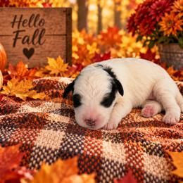 Oreo - Black and white female Cavapoo puppy in Myrtle Beach, South Carolina from Colorful-K9'S