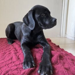 Cane Corso Puppies from jada dupre