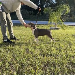 Tri-Me - American Bully puppy in Springhill, Florida from War Hammer Bullies