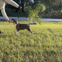 Tri-Me - American Bully puppy in Springhill, Florida from War Hammer Bullies