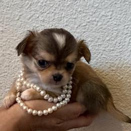 POCKET Diamond( junior)12000 - Chocolate sabled fawn female Chihuahua puppy in Burleson, Texas from Tiny Diiamond Chihuahua