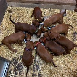 Black and Tan Coonhound, Redbone Coonhound, and Treeing Walker Coonhound Puppies from Foster Creek Coonhounds