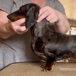 Bunny - Dachshund
