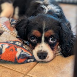 Myrtle - Cavalier King Charles Spaniel