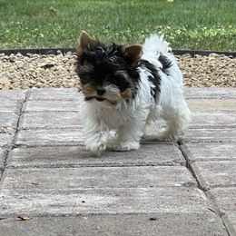 Biewer Terrier and Cavalier King Charles Spaniel Puppies from Kilmaren Cavaliers and Born in the USA Biewer Terriers