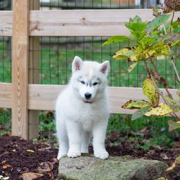 Siberian Husky Puppies from Zobela Siberians