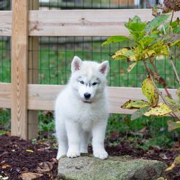 Siberian Husky Puppies from Zobela Siberians