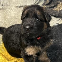 Red Girl - Black and red female German Shepherd puppy in Humboldt, Iowa from Valiant Shepherds