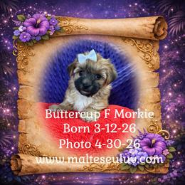 Buttercup F Morkie - Black & tan tri-color female Morkie puppy in Silverhill, Alabama from Malteseuluv’s Tiny Treasurers