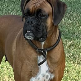 Rose - Boxer