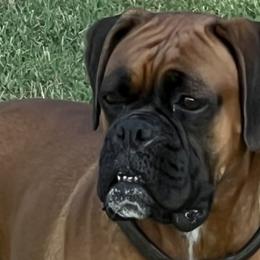 Rose - Boxer