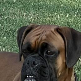 Rose - Boxer
