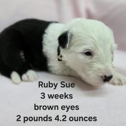 Ruby Sue - Gray and white female Old English Sheepdog puppy in Sutherlin, Oregon from Sapphire Eyes Sheepdogs