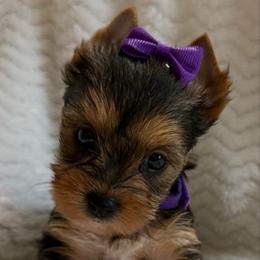Purple Female - Black and tan female Yorkshire Terrier puppy in Lexington, North Carolina from Silver Valley Yorkies