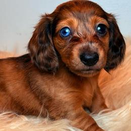 Archie - Dapple male Dachshund puppy in Washburn, Tennessee from Clinch Mountain Dachshunds