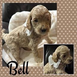 Bell - Cream female Goldendoodle puppy in Ankeny, Iowa from Iowadoodles2love