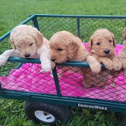 Goldendoodle Puppies from 3 Willows Goldendoodles