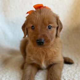 Pumpkin - Girl - Dark golden female Golden Retriever puppy in La Verne, California from 4LoveofGoldens