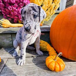 Jester - Merle female Great Dane puppy in Climax, Michigan from Beaver Creek Danes