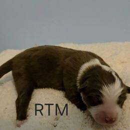 Red - Red tri male Miniature Australian Shepherd puppy in Crowell, Texas from Ardent Aussie Acres