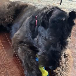 Giant Schnauzers from Raisingcockapoos
