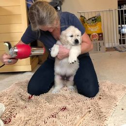 Golden Retriever Puppies from West Coast Cream Goldens