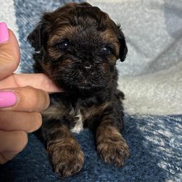 Brownie - Black gold and white male Shihpoo puppy in Millsap, Texas from Gaston’s Posh Poodles and Doodles