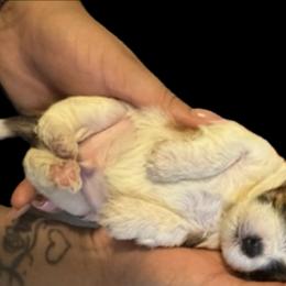 Shih Tzus from Paola Martinez