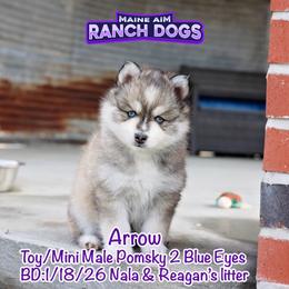 Arrow - Wolf sable male Pomsky puppy in Humeston, Iowa from M.A.R. Dogs