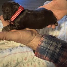 Cocker Spaniel Puppies from Cordova Cockers