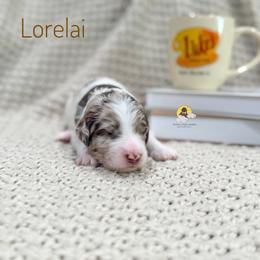 Lorelai - Chocolate female Goldendoodle puppy in Dallas County, Texas from Dream A Little Doodle