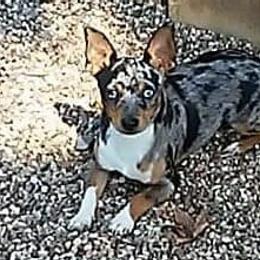 Dash - Rat Terrier