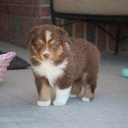 Australian Shepherd and Miniature Australian Shepherd Puppies from Canyon Creek Aussies