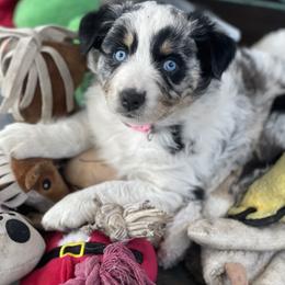 Australian Shepherd and Miniature Australian Shepherd Puppies from Cypress Grove Aussie